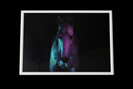 Portret konia - fotografia w ramce