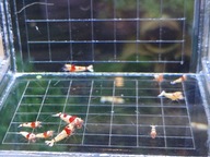 Krewetki Caridina PRL Linia Benibachi 10sztuk - bardzo stabilna linia