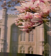 Kórnik Zamek Magnolie