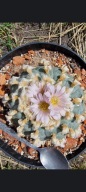Kaktus Lophophora williamsii duża z ziemią i donicą L29+ gratisy +ogrzewacz