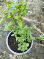 Mięta cytrynowa sadzonka