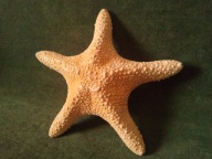 Naturalna rozgwiazda oceaniczna - rzadki gatunek