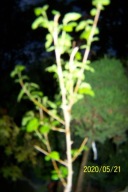 Morwa biała szczepiona karłowa krzew lecznicza inna