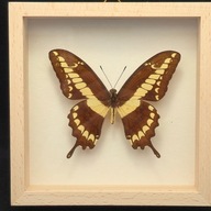 Motyl w gablotce Papilio Cresphontes