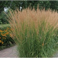 Trzcinnik Karl Foerster P9