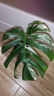 Monstera deliciosa variegata