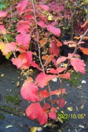 Oczar fontannowy czerwony lipa buk dąb klon inny