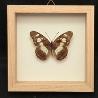 Motyl w gablotce Pseudacraea Lucretius