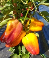 Papryka Blot (Klyaksa) słodka nasiona kolekcjonerskie