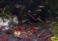 Drobnotka Nadobna 6 szt Krewetki Red Cherry 10szt