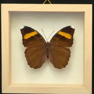 Motyl w gablotce Euphaedra Medon Innota
