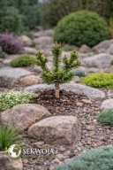 KOLEKCJONERSKI UNIKAT Sosna Banksa 'Wolf' Pinus banksiana