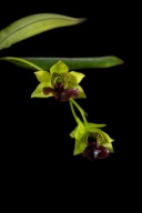 Storczyk orchidea Dendrobium convolutum unikat rarytas rzadki