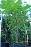 Klon jawor karłowy drzewiasty szczepiony okaz inny