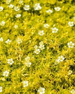 Karmnik Lime Moss (sagina subulsta 'Lime Moss') P11 duża sadzonka