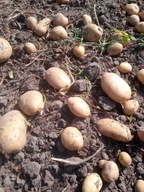 Ziemniaki żółte odmiany Ignacy 16 kg