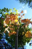 Klon pensylwański szczepiony amerykański kwiatowy na taras inny