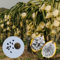 Hylocereus megalanthus – PITAJA żółta | 10 NASION + instrukcja