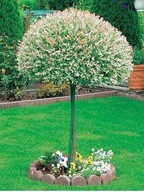 Wierzba HAKURO NISHI na pniu