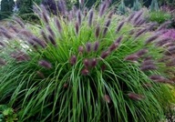 Rozplenica Black Beauty P9