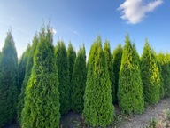 Thuja Smaragd 280-350 cm transport żywopłot tuja Szmaragd