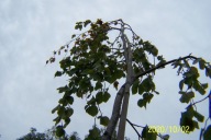 Buk zielony pendula barwny szczepiony okaz XL inny