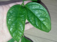 Hoya Hoja PHYLLURA ex. LINUSII cięta