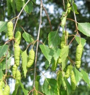 BRZOZA BRODAWKOWATA SADZONKA W POJEMNIKU 35 CM wieloletnia