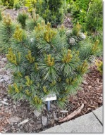 Pinus koraiensis 'Tonghua' - karzeł !!!