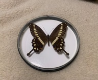 Motyl w okrągłej ramce 15x15 cm - PAPILIO Lormieri - Środkowa Afryka