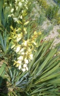 Juka Ogrodowa (Yucca)