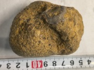 Skamieliny koralowce minerały