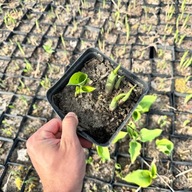 Funkia Hosta 'Golden Waffles' W DONICZCE, wiele sadzonek