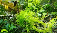 Rotala Green 5 sadzonek od fibell