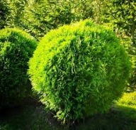 Tuja DANICA gęsta kula 5L!!!