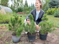 Sosna bośniacka (Pinus leucodermis) 40-45cm