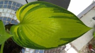 Hosta 'June' funkia