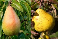 Grusza DUO KLAPSA + GENERAŁ LECLERC – dwa owoce na jednym drzewku