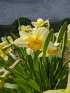 Żonkil Narcyz Biały 50 sztuk MIX + gratis