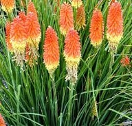 TRYTOMA sadzonki 5 szt