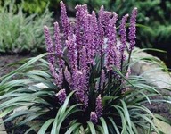 Liriope Royal Purple P9