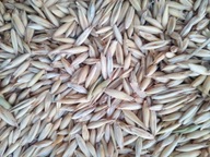 OWIES NA PASZĘ 20 KG 2025