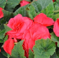 Begonia BULWIASTA Nonstop Deep Rose