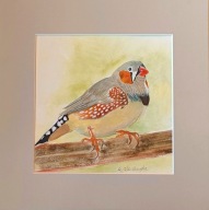 ptak zeberka zwyczajna australia akwarela na papierze