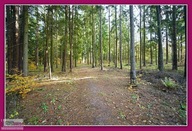 Działka, Różnowo, Dywity, Olsztyński, 22181 m²