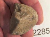 Skamieliny koralowce minerały