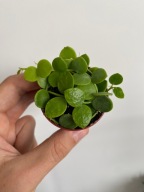 Dischidia nummularia pnącze do terrarium