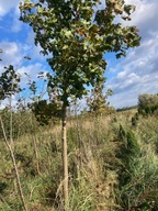 Lipa srebrzysta obwód pnia 10-22cm