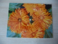 Jacek Lech - Cygańska wróżba (pocztówka dźwiękowa)