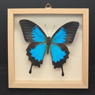 Motyl w gablotce Papilio Ulysses 4
